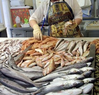 Base de datos de Pescaderias en Cataluña