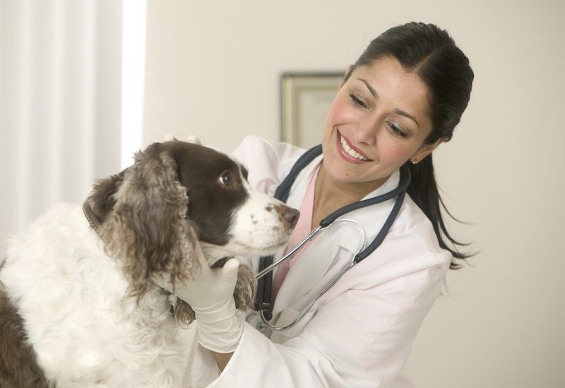 Base de datos de Veterinarios en Cataluña