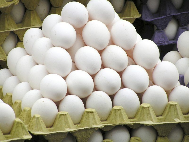 Base de datos de Empresas de Huevos en Cataluña