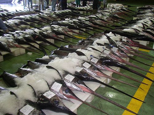 Base de datos de Lonjas de pescado en Cataluña