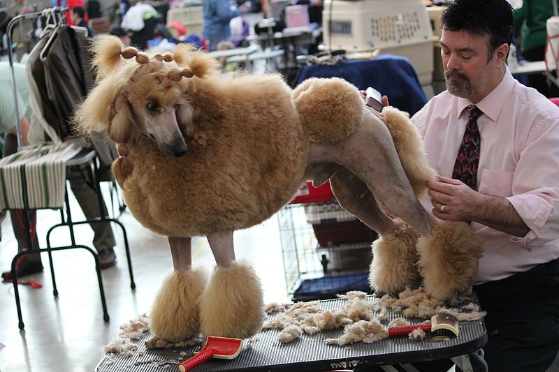 Base de datos de Peluquerías caninas en Cataluña